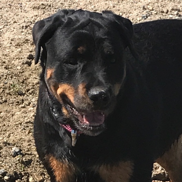 Meet your Posher, Jocelyn - Picture 1 of 1